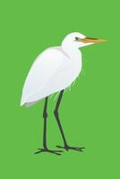 A digital illustration of a Great egret. The bird is standing and in a relaxed pose. His neck is folded. Green background. vector