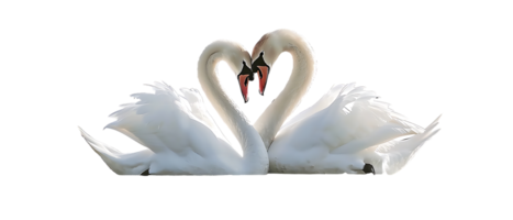 Couple of swan lovers, isolated against a transparent background png