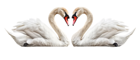 Couple of swan lovers, isolated against a transparent background png
