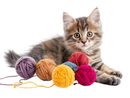 Cute kitten playing with yarn balls, isolated against a transparent background png