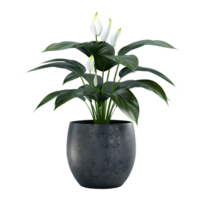 Plant in a pot over transparent background png