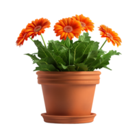 Plant in a pot over transparent background png