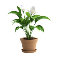 Plant in a pot over transparent background png