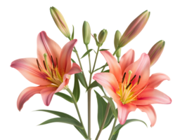 Elegant blooming lilies with buds, against a transparent background png