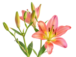 Elegant blooming lilies with buds, against a transparent background png