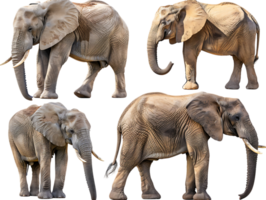 Elephant isolated against transparent background, front and side view png