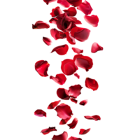 Flying red flower rose petals against a transparent background png