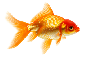 Goldfish, isolated against a transparent background png