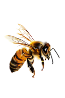 Honey bee flying, isolated on a transparent background png