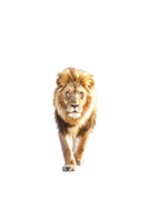 Lion walking, front view, isolated on a transparent background png
