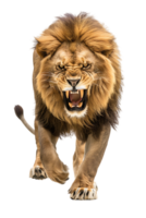 Lion walking, front view, isolated on a transparent background png