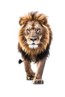 Lion walking, front view, isolated on a transparent background png