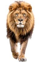 Lion walking, front view, isolated on a transparent background png
