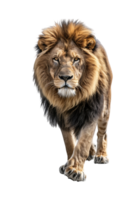 Lion walking, front view, isolated on a transparent background png
