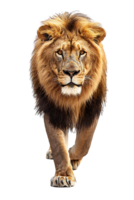 Lion walking, front view, isolated on a transparent background png
