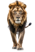 Lion walking, front view, isolated on a transparent background png