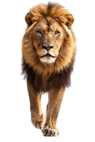 Lion walking, front view, isolated on a transparent background png