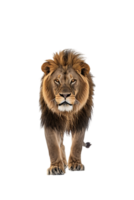 Lion walking, front view, isolated on a transparent background png