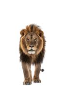 Lion walking, front view, isolated on a transparent background png