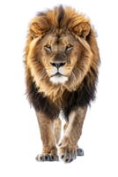 Lion walking, front view, isolated on a transparent background png