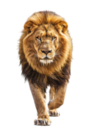 Lion walking, front view, isolated on a transparent background png