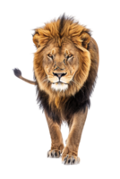 Lion walking, front view, isolated on a transparent background png