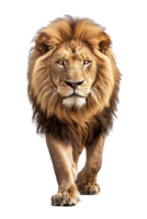 Lion walking, front view, isolated on a transparent background png