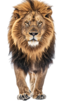 Lion walking, front view, isolated on a transparent background png