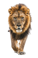 Lion walking, front view, isolated on a transparent background png