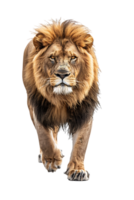 Lion walking, front view, isolated on a transparent background png