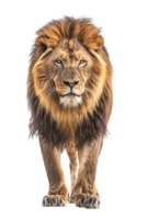Lion walking, front view, isolated on a transparent background png