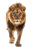 Lion walking, front view, isolated on a transparent background png