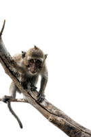 Monkey perched on branch, isolated on transparent background png