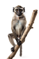 Monkey perched on branch, isolated on transparent background png