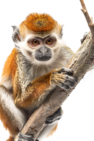 Monkey perched on branch, isolated on transparent background png