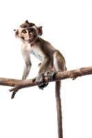 Monkey perched on branch, isolated on transparent background png