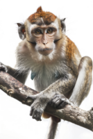 Monkey perched on branch, isolated on transparent background png