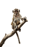 Monkey perched on branch, isolated on transparent background png