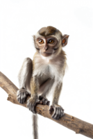 Monkey perched on branch, isolated on transparent background png