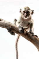 Monkey perched on branch, isolated on transparent background png