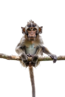 Monkey perched on branch, isolated on transparent background png