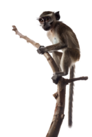 Monkey perched on branch, isolated on transparent background png