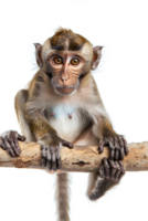Monkey perched on branch, isolated on transparent background png