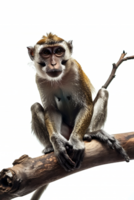 Monkey perched on branch, isolated on transparent background png