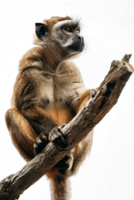 Monkey perched on branch, isolated on transparent background png