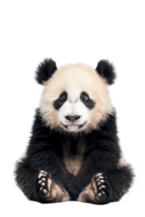 Panda seated alone against transparent backdrop png