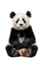 Panda seated alone against transparent backdrop png
