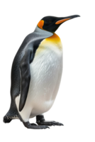 Penguin, isolated against a transparent background png
