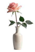 rose in a vase isolated against a transparent background png