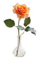 rose in a vase isolated against a transparent background png
